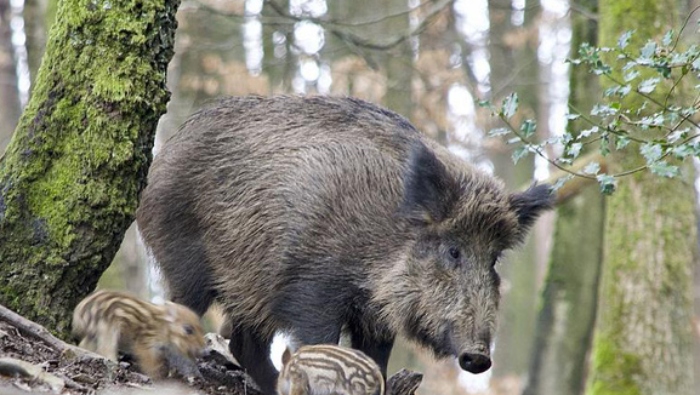 Video: Nổi hứng trêu chọc đàn lợn rừng, chó becgie chạy hụt hơi khi bị phản công