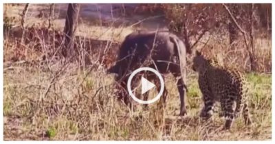 Video: Màn săn mồi ngớ ngẩn của báo hoa mai