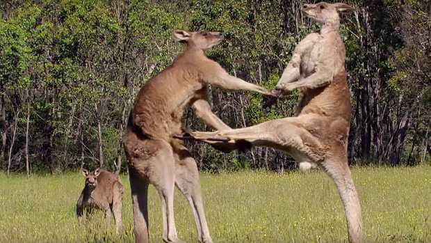 Số lượng kangaroo đang tăng chóng mặt, từ 27 triệu con năm 2010 lên 45 triệu con năm 2016, theo BBC News. Với cơ bắp đầy mình và số lượng đông đảo; chúng có thể gây ra những phiền toái cho người dân.