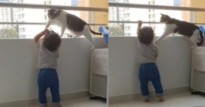 Video: Chú mèo cương quyết ngăn cản em bé trèo lan can chung cư