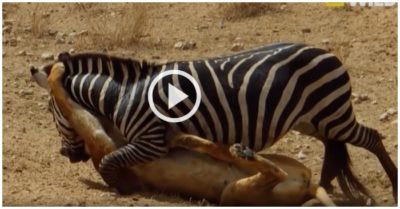 Video: Sư tử bại trận vì bị ngựa vằn cắn vào sườn