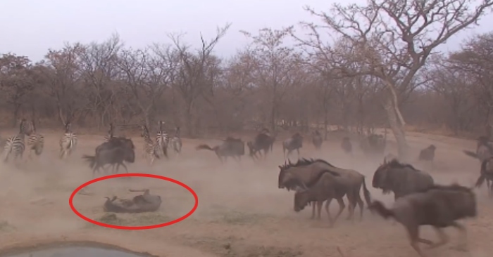 Video: Ngựa vằn tung đòn "hiểm" khiến linh dương ngã lăn ra đất ngất xỉu