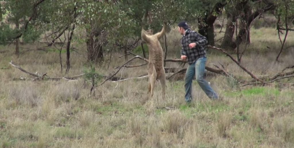 Chú Kangaroo sững người khi bị ăn đấm