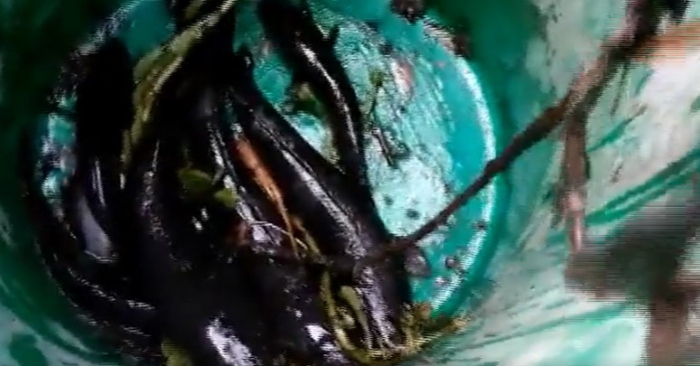Video: Nam thanh niên với thú vui 'nhặt' cá lóc mắc cạn ở miền Tây