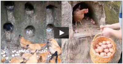 Video: Nuôi gà theo phong cách hoang dã, giải pháp dành cho nông dân