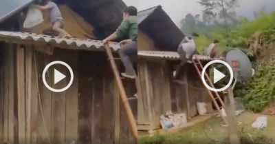 Video: Hai người đàn ông nhảy khỏi mái nhà vì để đầu trần lấy tổ ong