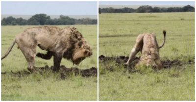 Video: Sư tử ‘độn thổ’ 7 tiếng săn mồi, thành quả lôi lên đầy mãn nguyện