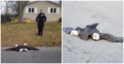 Video: 2 đại bàng đầu bạc kịch chiến trên phố, cảnh sát Mỹ được gọi đến để hòa giải