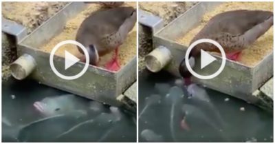 Clip: Vịt ‘mớm thức ăn’ cho đàn cá đói
