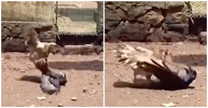 Con quạ con bị gà mẹ đuổi đánh túi bụi không bay ra được (ảnh cắt từ clip).
