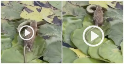 Clip: Chuột nhảy nhót dưới ao bắt cá điêu luyện