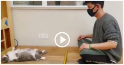 Clip: Chú mèo ngã ngửa khi trúng chiêu của chủ