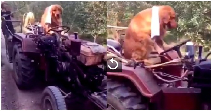 chú chó ngồi trên đâu xe lái công nông giúp chủ (ảnh cắt từ clip).