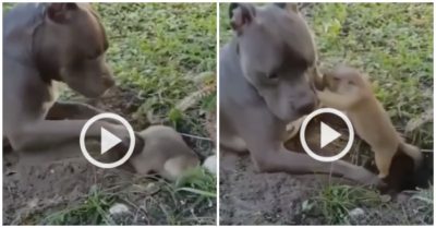 Clip: Chó cưng bị cắn khi nài nỉ chuột chũi chơi cùng