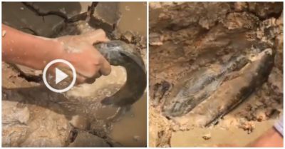 Video: Hai thanh niên xách xô ra đồng ‘nhặt’ cá mỏi tay mùa khô