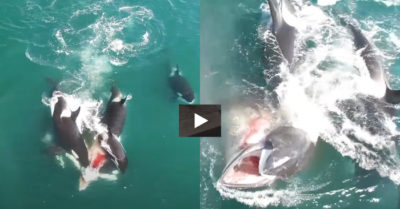 Video: 6 con cá voi sát thủ tấn công cá voi khổng lồ