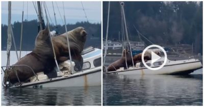 Video: Đôi sư tử biển nặng hơn 2 tấn ‘mượn’ du thuyền dạo mát
