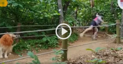 Video: Du khách chạy té khói vì gặp ‘sư tử’ đứng giữa đường