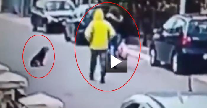 Video: Chú chó tấn công tên cướp khi thấy cô gái bị xô ngã