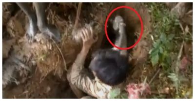 Video: Thanh niên đào hang bắt 10 con cá trê trên cạn