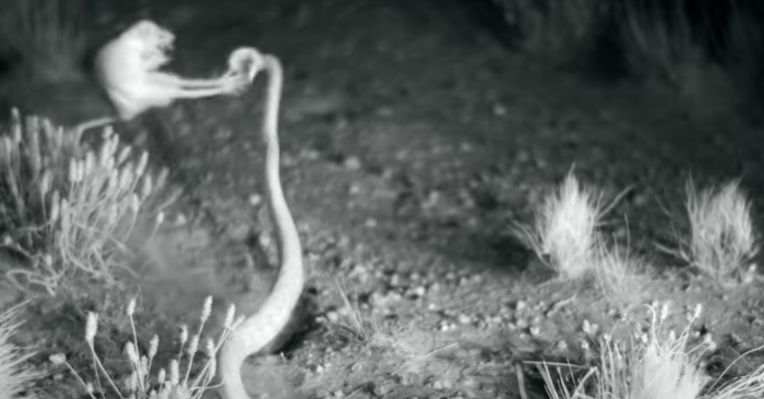 Video: Kỹ thuật ngoạn mục của chuột kanguru chống lại các cuộc tấn công của rắn chuông