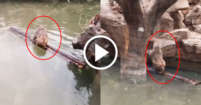 Video: Khỉ thông minh biết tự chèo bè tre để sang bờ bên kia
