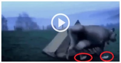 Clip: Chú bò mang nhầm giày của du khách