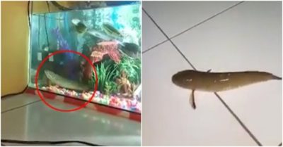 Video: Gia chủ ‘hú hồn’ khi cá lóc đồng nuôi cảnh phi như tên lửa