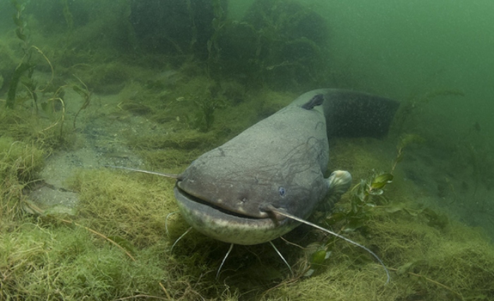 Video: Cần thủ câu được cá trê khổng lồ dài hơn 2 mét giữa dòng nước lũ
