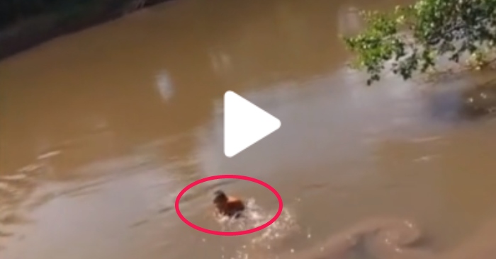 Video: Nghẹt thở cảnh cậu bé đi câu bị cá lôi xuống hồ