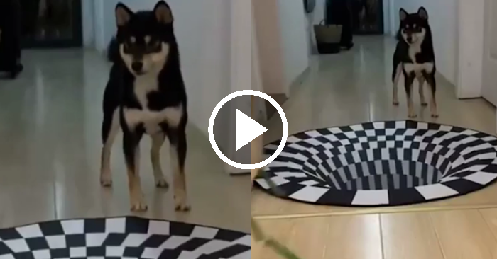 Video: Chó cưng né đi qua chiếc thảm vì nhầm tưởng hố in 3D là thật