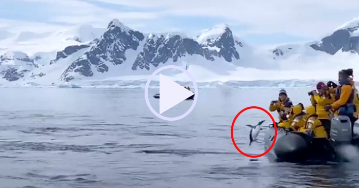 Video: Khoảnh khắc chim cánh cụt nhảy lên thuyền chở khách trốn cá voi sát thủ
