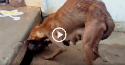 Video: Lo nước dâng tràn vào ổ dưới cống, chó mẹ tha 5 con đến chỗ cao ráo hơn