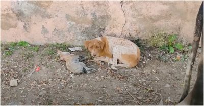 Video: Ánh mắt cầu xin sự giúp đỡ của chó mẹ vì con sắp chết và phép màu đã xảy ra