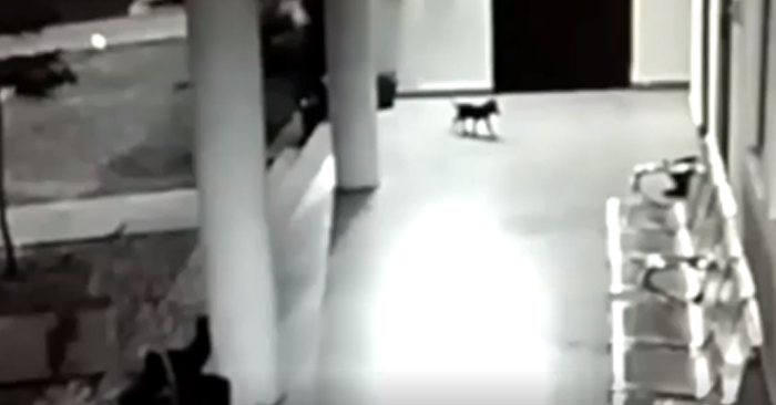 Video: Chó mẹ dũng cảm cứu con thoát khỏi nanh vuốt báo hoa mai