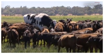 Chú bò thoát khỏi lò mổ nhờ cao gần 2m và nặng 1,4 tấn