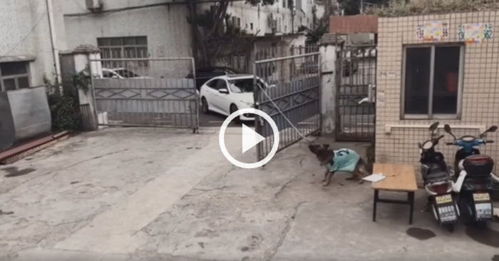 Video: Chú chó bật dậy chạy đến mở cổng khi nghe tiếng còi xe