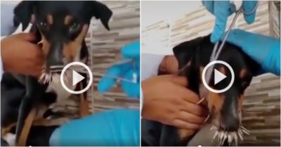 Video: Chó cưng nhận đau đớn vì chọc nhím