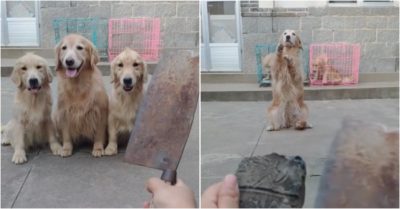 Video: Chó mẹ chắp chân xin chủ nhà đừng mổ thịt 2 con