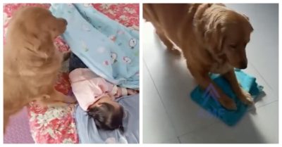 Video: Chó biết lau nhà, chăm sóc cho em bé ngủ