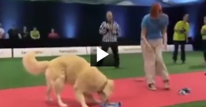 Video hài: Chó cưng tham ăn khiến chủ nhân ‘muối mặt’