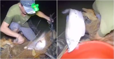 Video: Khoảnh khắc con cá to sa lưới ‘tìm cách’ trở về sông