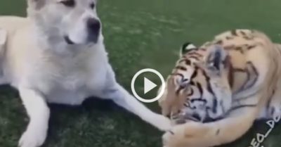 Video: Chú chó nổi đóa vì bị hổ vuốt ve