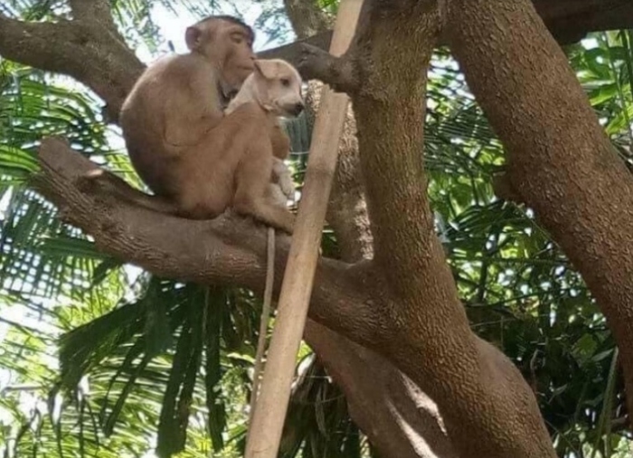 Chú cún thẫn thờ vì bị con khỉ bế lên cây