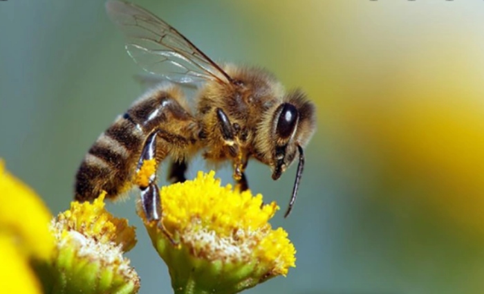 Video: Hai con ong hợp sức mở nắp chai nước ngọt
