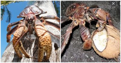 Video: Loài cua khổng lồ chuyên leo cây hái dừa ở Indonesia