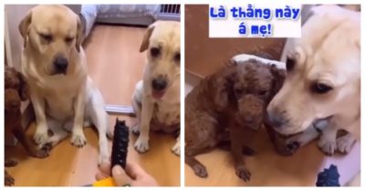 Video: Hài hước chó cưng khai vội thủ phạm để không bị đòn