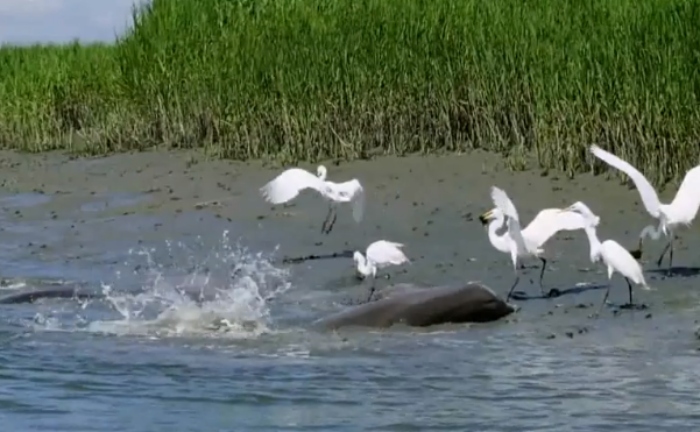 Video: Đàn cá heo tát cá lên bờ mời chim diệc bạch cùng thưởng thức