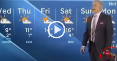 Video: Chó cưng xuất hiện phá bĩnh buổi ghi hình dự báo thời tiết