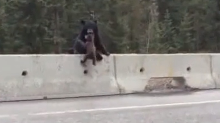 Video: Gấu mẹ cứu con trên đường cao tốc
